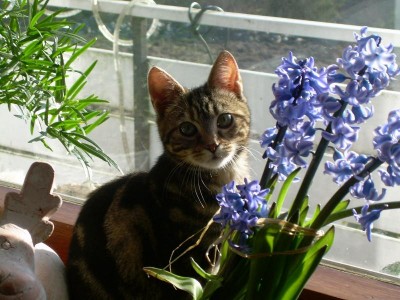 minou möchte gerne raus zu den großen.....