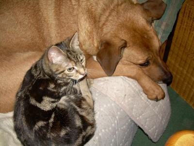 ...die beiden auf MEINER heizdecke....lol..