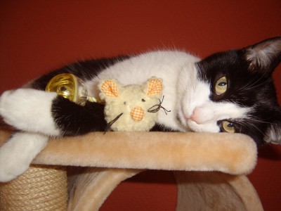 Hier kuschelt Bruno mit seiner Lieblingsmaus(Hat er von seinem Wichtel bekommen)