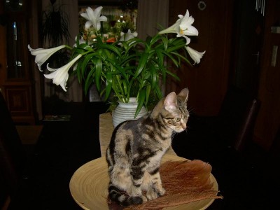 minou in der obstschale.....sie denkt sicher ...ich bin auch was leckeres....