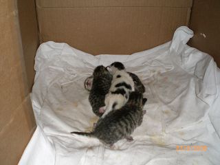 k-Bilder ab Mai 2008 036.jpg