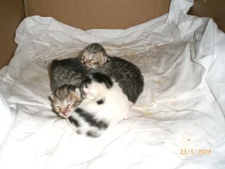 k-Bilder ab Mai 2008 054.jpg