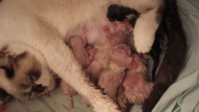 Lilly-Babies1.jpg