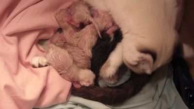 Lilly-Babies4.jpg