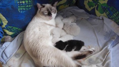 Lilly-mit-Babies.jpg