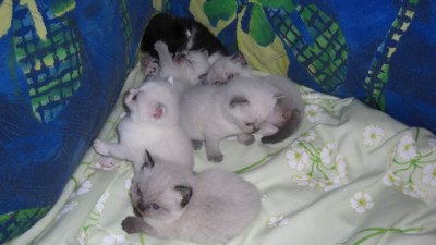 Lilly-Babies-14.07.2008.jpg