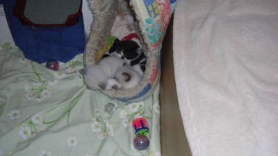 Geschwisterkuscheln mit Shaun-1-17.07.08.jpg