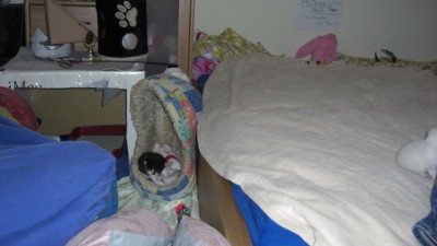 Geschwisterkuscheln mit Shaun-3-17.07.08.jpg