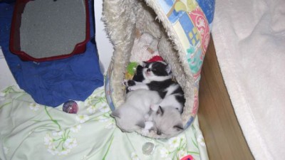 Geschwisterkuscheln mit Shaun-4-17.07.08.jpg