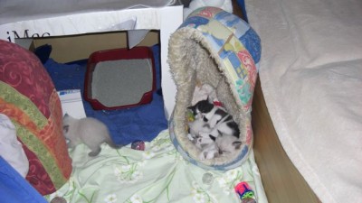 Geschwisterkuscheln mit Shaun-5-17.07.08.jpg