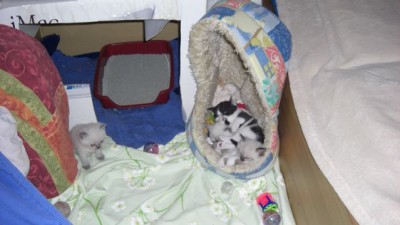 Geschwisterkuscheln mit Shaun-6-17.07.08.jpg