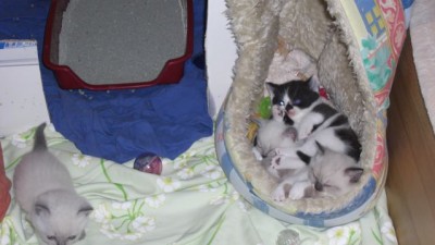 Geschwisterkuscheln mit Shaun-7-17.07.08.jpg