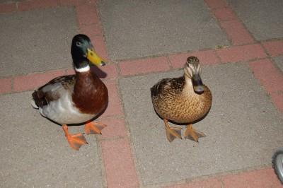 die waren sogar auf unserer terasse.... und hast in unserem haus....