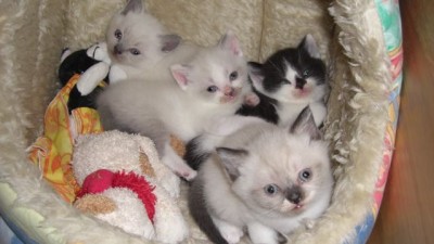 1. Toulouse, Rudolf, Shaun und Sissi.jpg