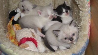 2. Toulouse, Rudolf, Shaun und Sissi.jpg