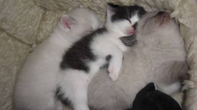 Rodolf, Shaun und Liesel.jpg