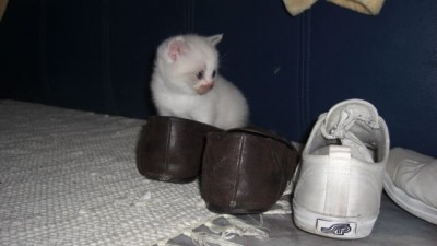 Nicht im Eimer, im Schuh.jpg