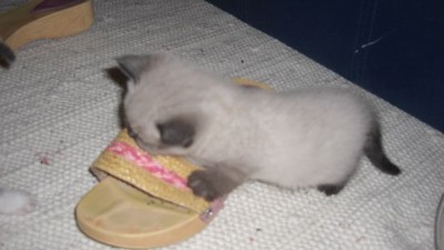 4. Liesel und die Schuhe.jpg