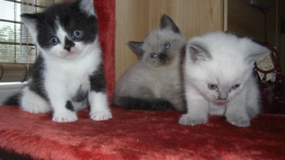 Wir sind alle Herzensbrecher.jpg