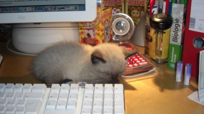 Liesel schläft am Compi.jpg