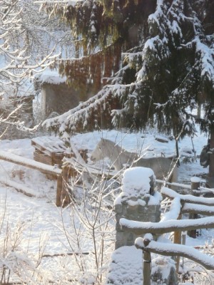 Schimmelchen unter Tannenbaum
