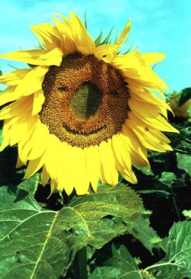 lachende_Sonnenblume.jpg