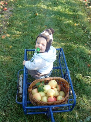 wir waren Äpfel pflücken