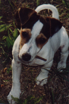 FotoGonja.jpg