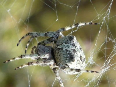 spinne.jpg