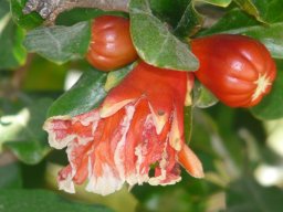 Fruchtbarkeitsfrucht-Granatapfel.jpg