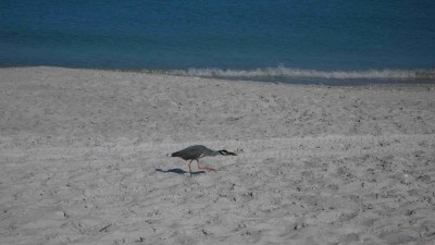 Tiere am Strand.JPG
