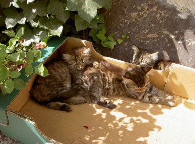 PICT0996.JPG