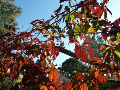 herbstbild3.jpg