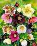 Christrose