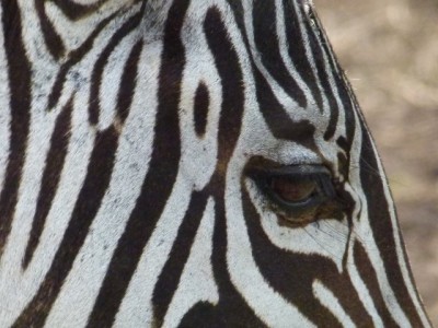 zebra.jpg