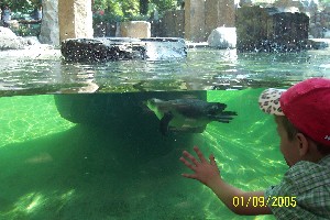 Pinguinbecken