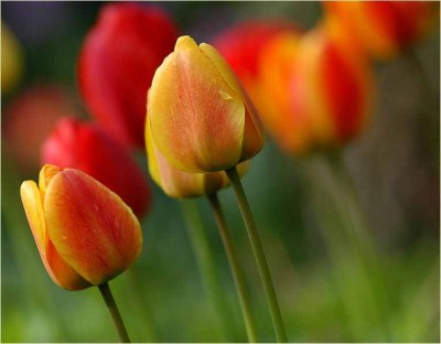 tulpen.jpg