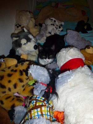ein neues Kuscheltier.jpg