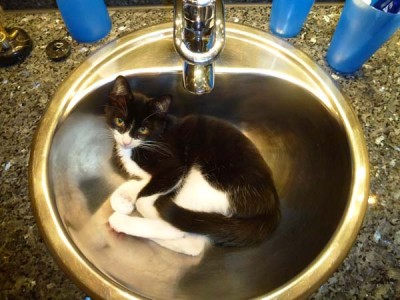Carlos im Waschbecken.jpg