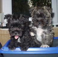 Animal10791Picture.jpg